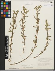 Foto von Salix pycnostachya Andersson